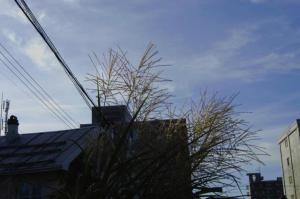 風にとまどう~♪ | Copyright (C) hachi 風にとまどう~♪ | Copyright (C) hachi