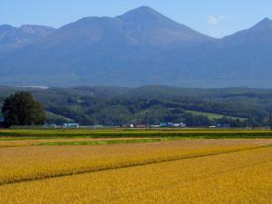 「ふらの産 減農薬減化学肥料栽培米 ゆめぴりか」が入荷しました