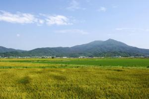 茨城のコシヒカリ