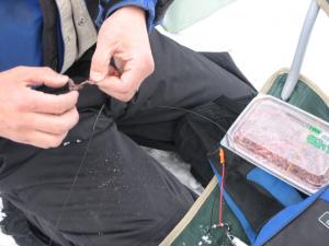 カンカイの餌付け カンカイの餌付け