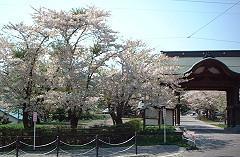 Flowery Season has come!