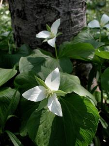 小さな見つけもの・・・。| Copyright (C) 2008 hachi 小さな見つけもの・・・。| Copyright (C) 2008 hachi