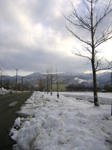 雪割りは春を呼ぶ| Copyright (C) Kazuo Yamamoto