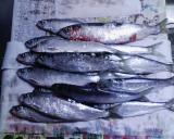 ニシン17匹 ニシン17匹