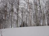 White Birch Grove in Otaru Park