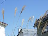 Japanese Pampas Grass