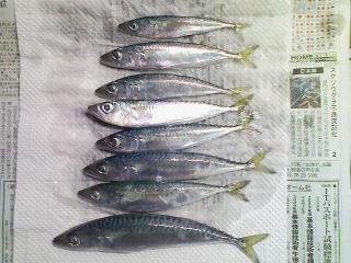 色内埠頭でつれたサバ