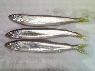 色内埠頭でつれたチカ