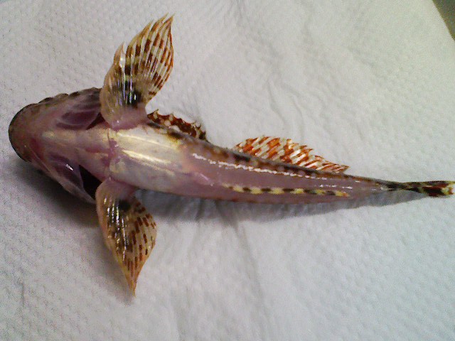 ひっくり返すと