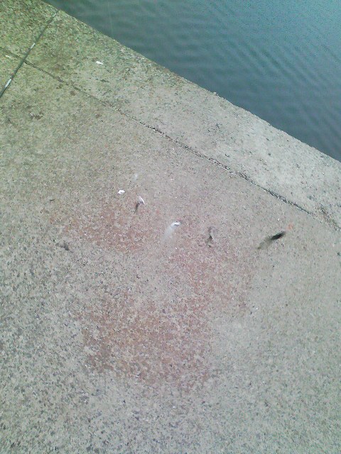 一斉に魚がかかる